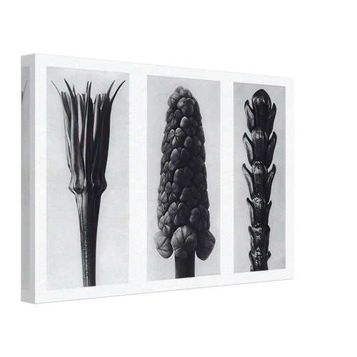 Art Forms in Nature 78 by Karl Blossfeldt, canvas, view 2