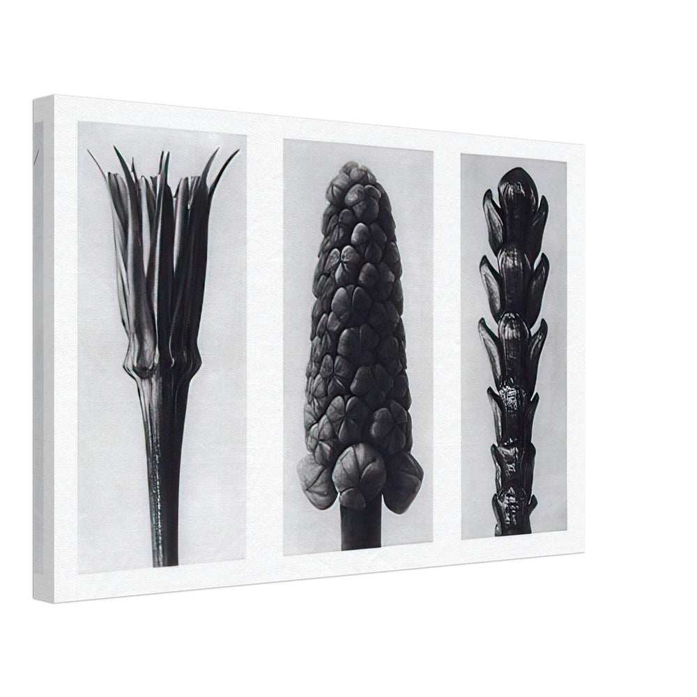 Art Forms in Nature 78 by Karl Blossfeldt, canvas