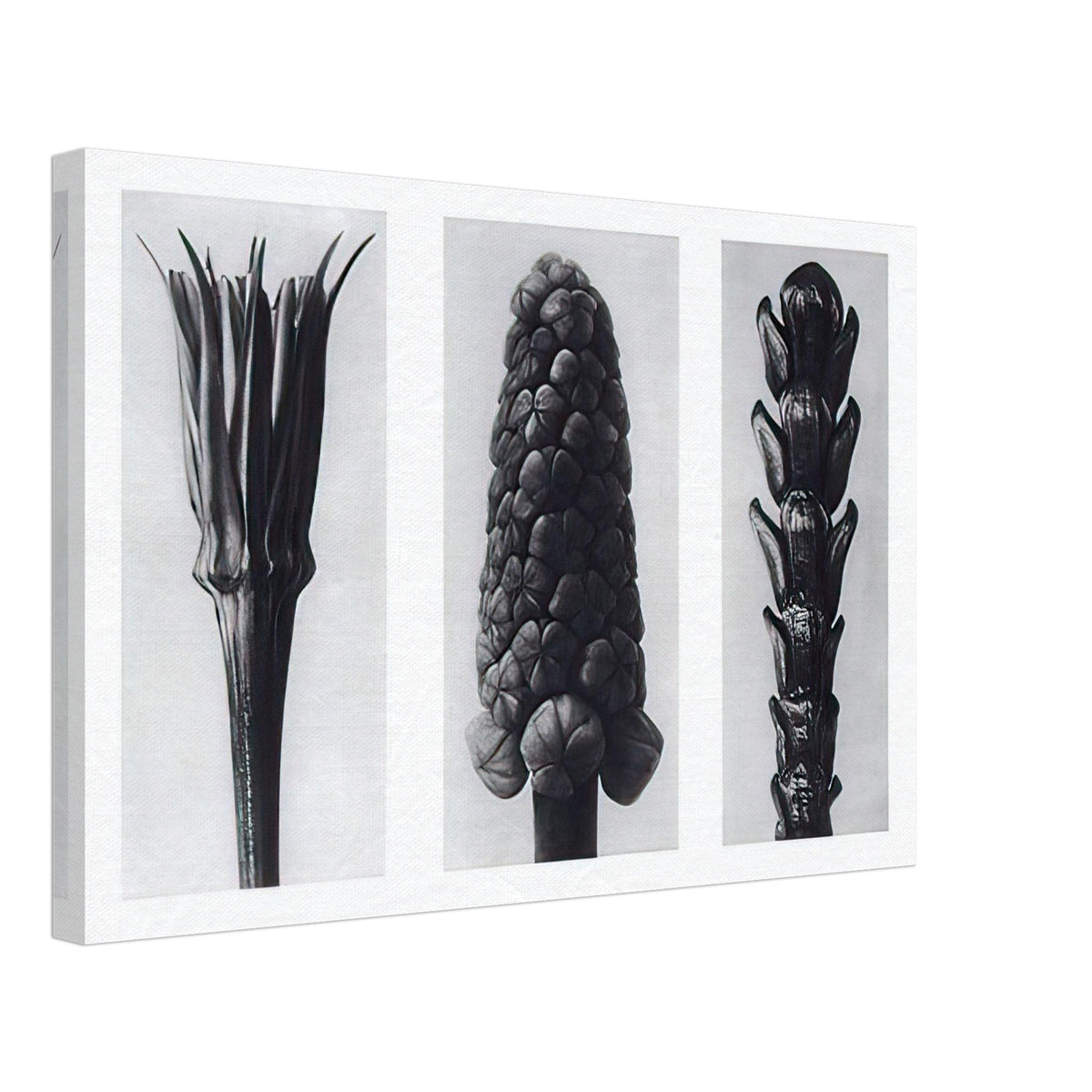 Art Forms in Nature 78 by Karl Blossfeldt, canvas