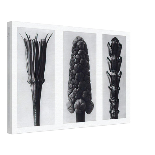 Art Forms in Nature 78 by Karl Blossfeldt, canvas