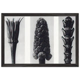 Art Forms in Nature 78 by Karl Blossfeldt, framed poster, view 2