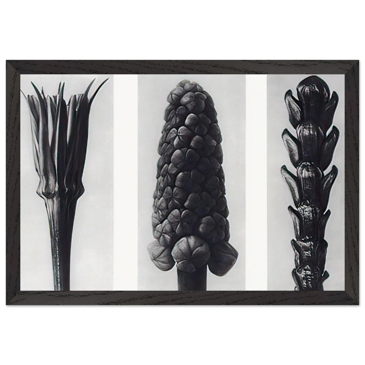 Art Forms in Nature 78 by Karl Blossfeldt, framed poster, view 2