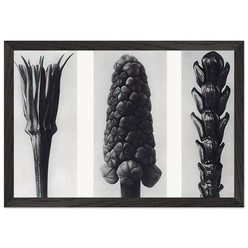 Art Forms in Nature 78 by Karl Blossfeldt, framed poster, view 2