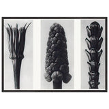Art Forms in Nature 78 by Karl Blossfeldt, framed poster, view 3