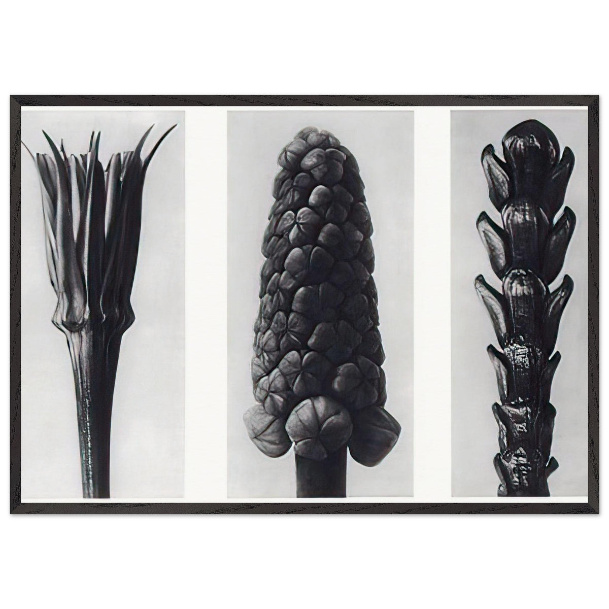 Art Forms in Nature 78 by Karl Blossfeldt, framed poster, view 3