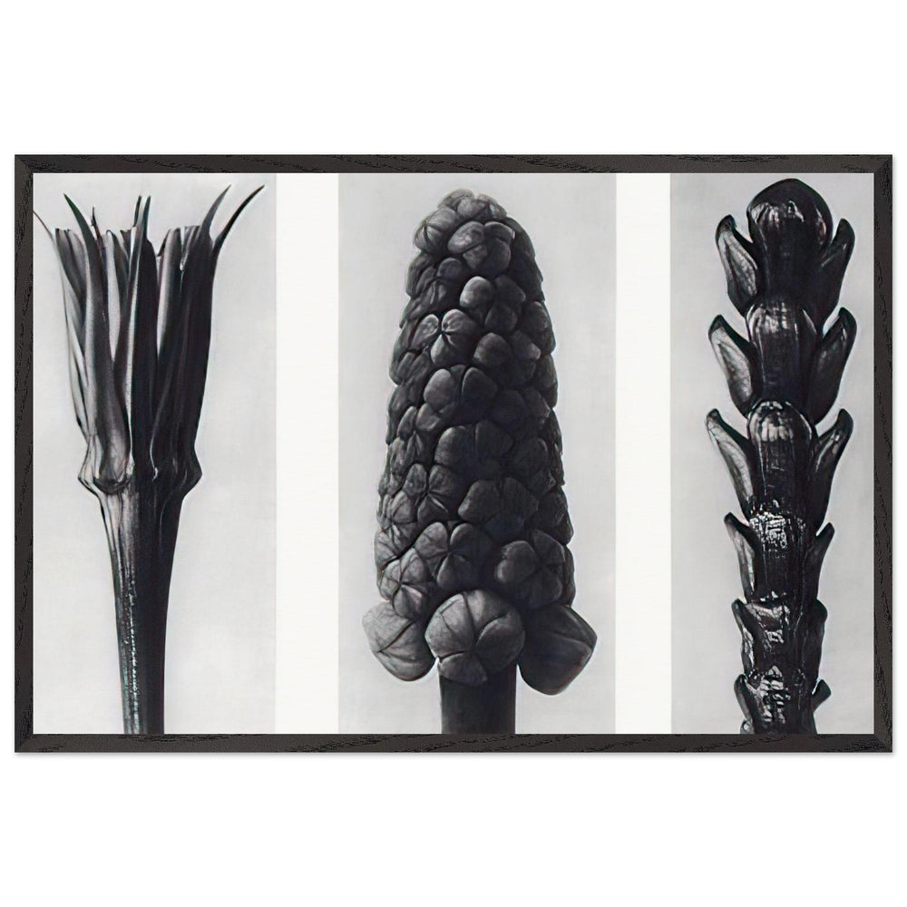Art Forms in Nature 78 by Karl Blossfeldt, framed poster