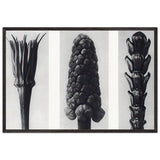 Art Forms in Nature 78 by Karl Blossfeldt, framed poster