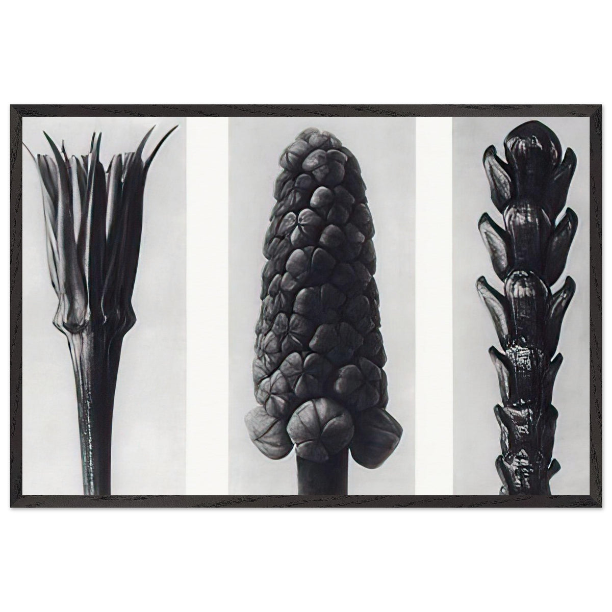 Art Forms in Nature 78 by Karl Blossfeldt, framed poster