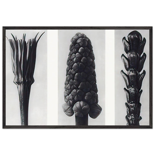 Art Forms in Nature 78 by Karl Blossfeldt, framed poster