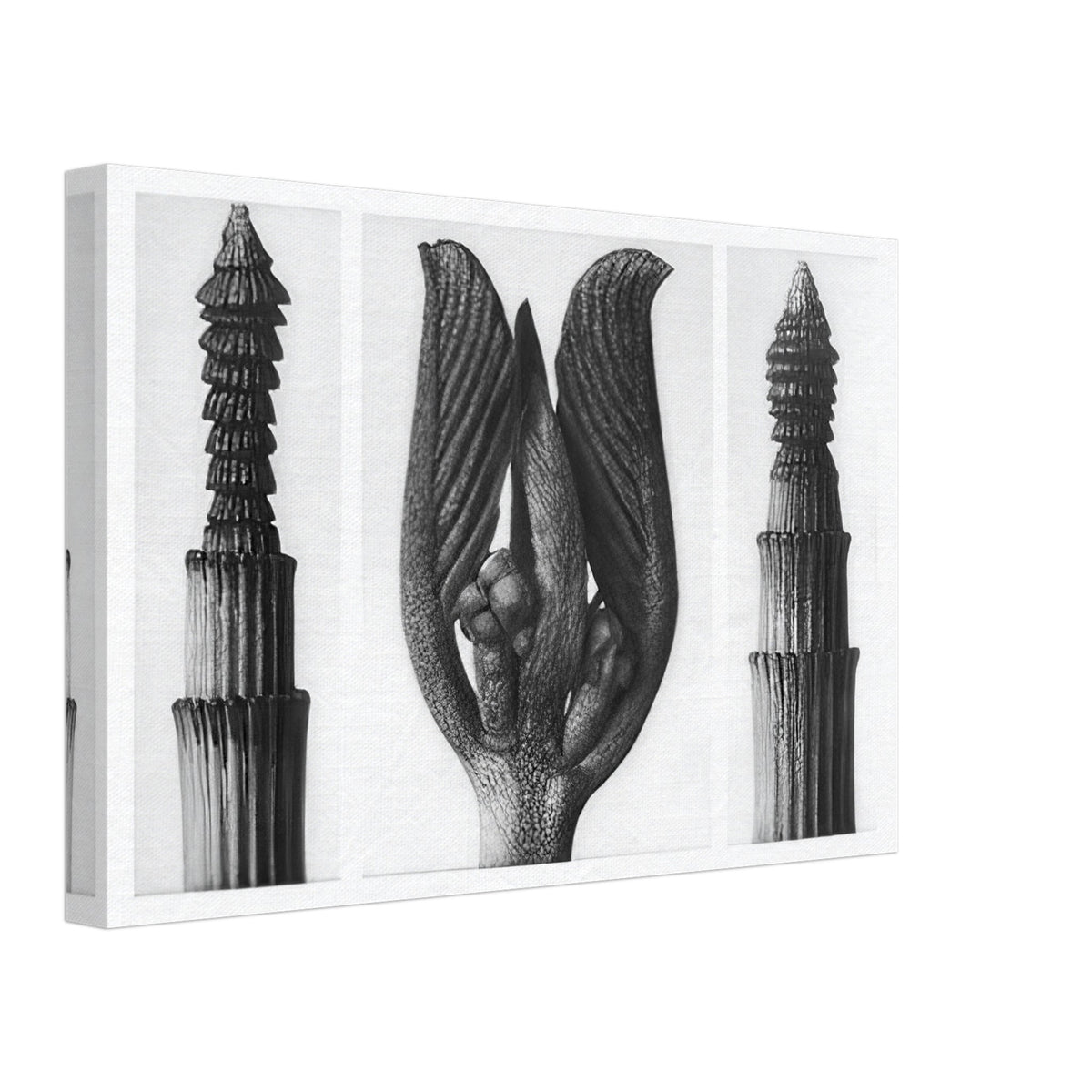 Art Forms in Nature 8 by Karl Blossfeldt, canvas, view 2