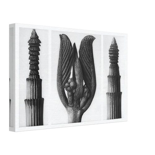 Art Forms in Nature 8 by Karl Blossfeldt, canvas, view 2