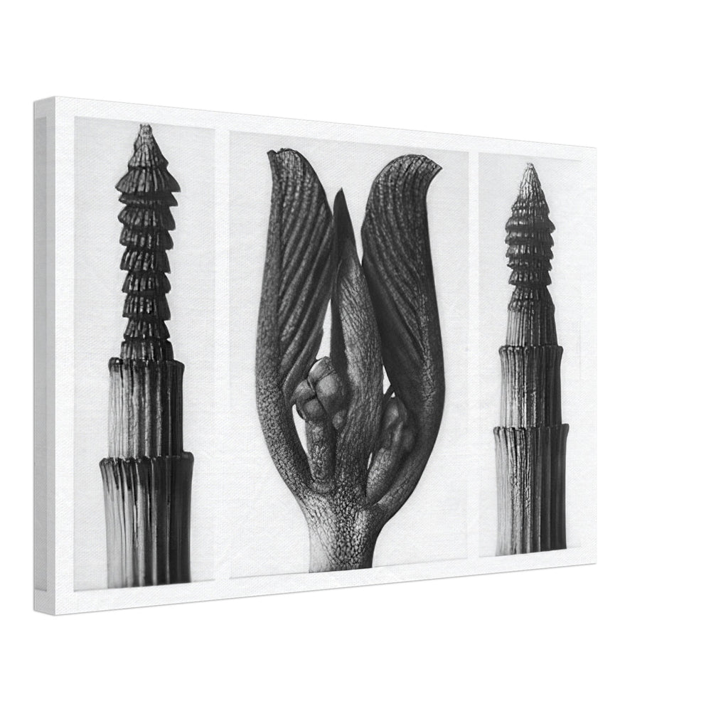 Art Forms in Nature 8 by Karl Blossfeldt, canvas