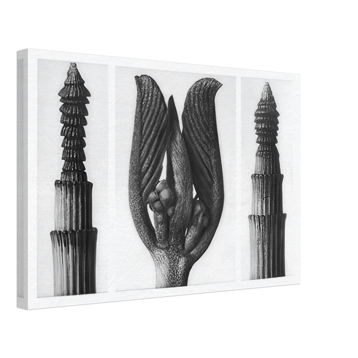 Art Forms in Nature 8 by Karl Blossfeldt, canvas