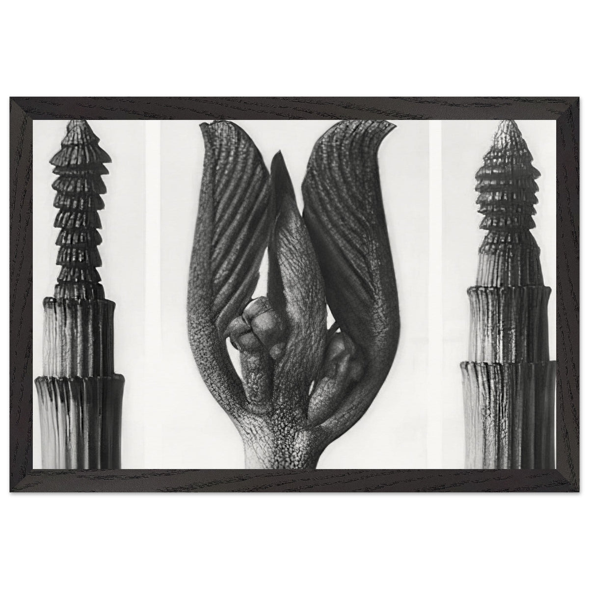 Art Forms in Nature 8 by Karl Blossfeldt, framed poster, view 2