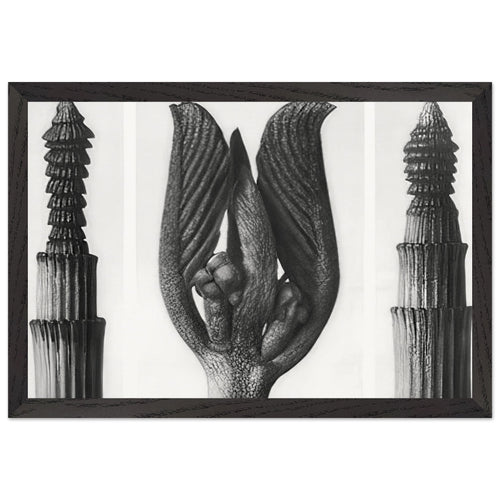 Art Forms in Nature 8 by Karl Blossfeldt, framed poster, view 2