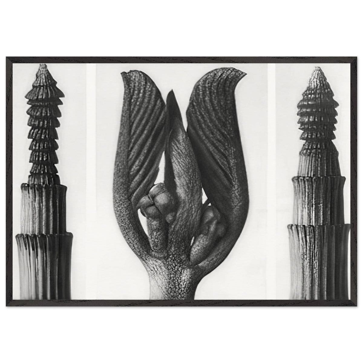Art Forms in Nature 8 by Karl Blossfeldt, framed poster, view 3