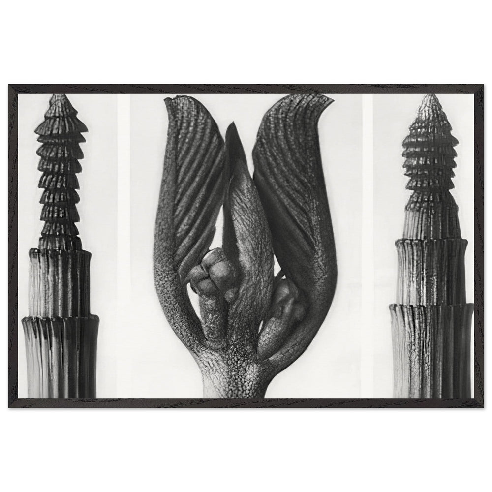 Art Forms in Nature 8 by Karl Blossfeldt, framed poster