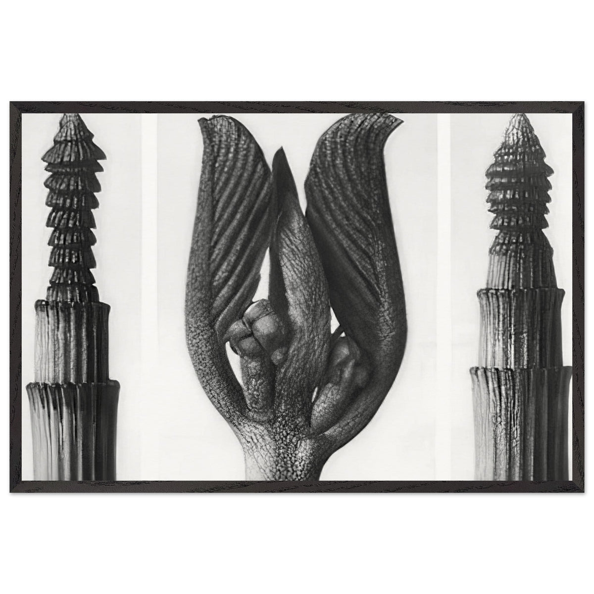 Art Forms in Nature 8 by Karl Blossfeldt, framed poster