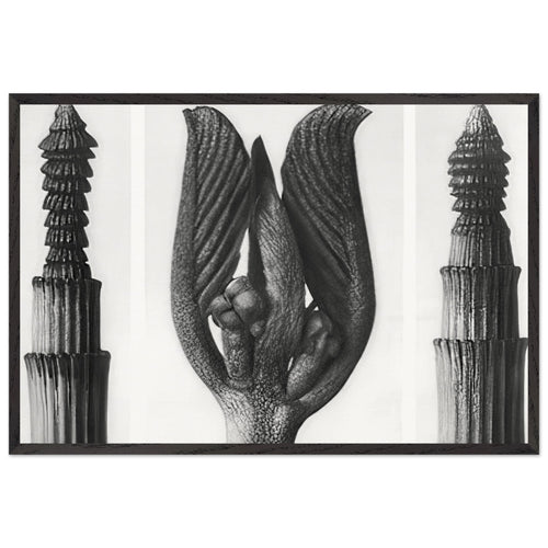 Art Forms in Nature 8 by Karl Blossfeldt, framed poster