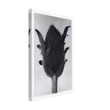 Art Forms in Nature 80 by Karl Blossfeldt, canvas, view 2
