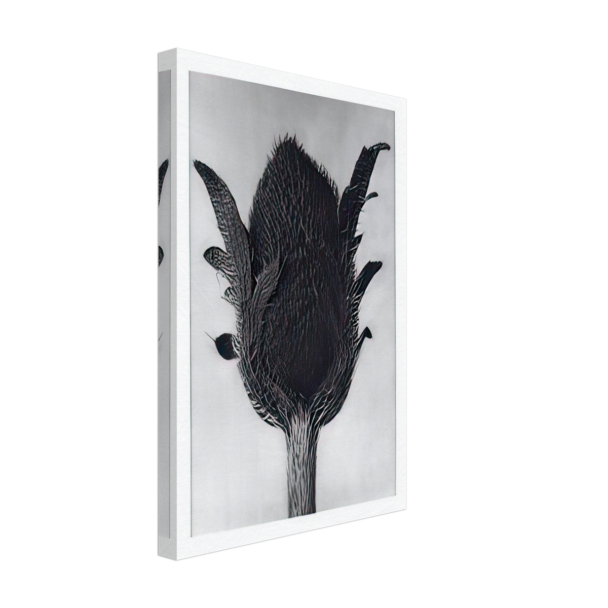 Art Forms in Nature 80 by Karl Blossfeldt, canvas, view 2