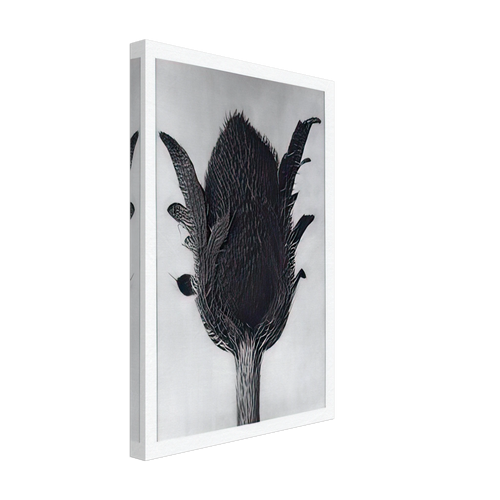 Art Forms in Nature 80 by Karl Blossfeldt, canvas, view 2