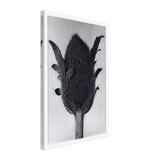 Art Forms in Nature 80 by Karl Blossfeldt, canvas