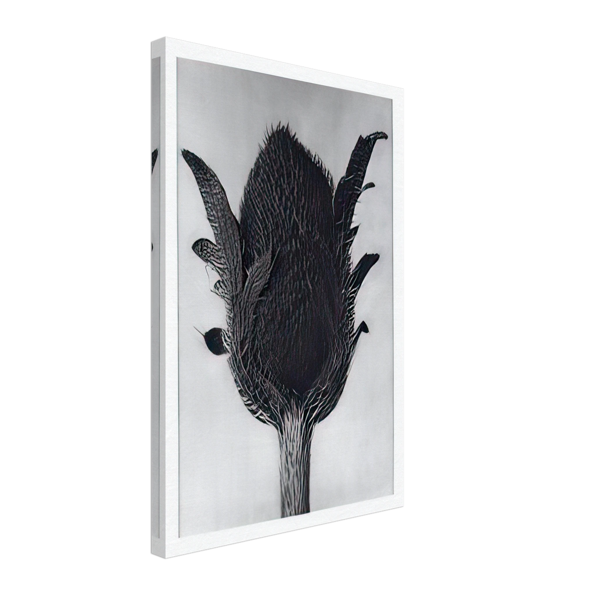 Art Forms in Nature 80 by Karl Blossfeldt, canvas