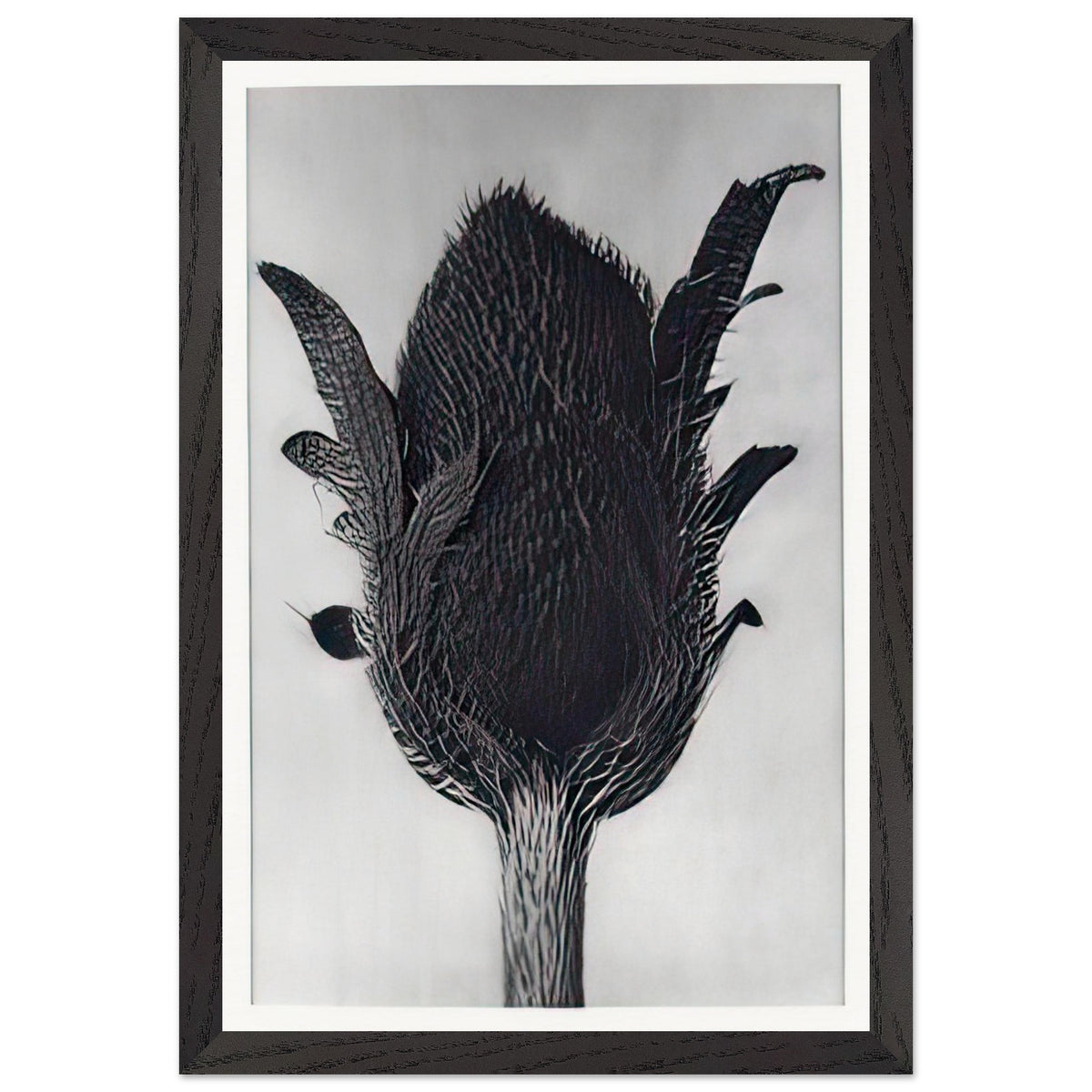 Art Forms in Nature 80 by Karl Blossfeldt, framed poster, view 2