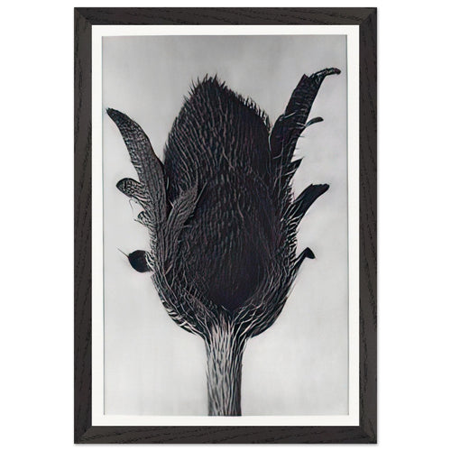 Art Forms in Nature 80 by Karl Blossfeldt, framed poster, view 2