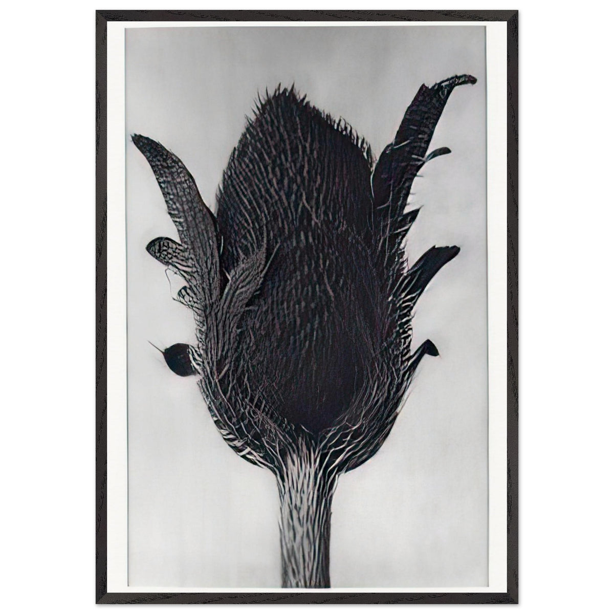 Art Forms in Nature 80 by Karl Blossfeldt, framed poster, view 3