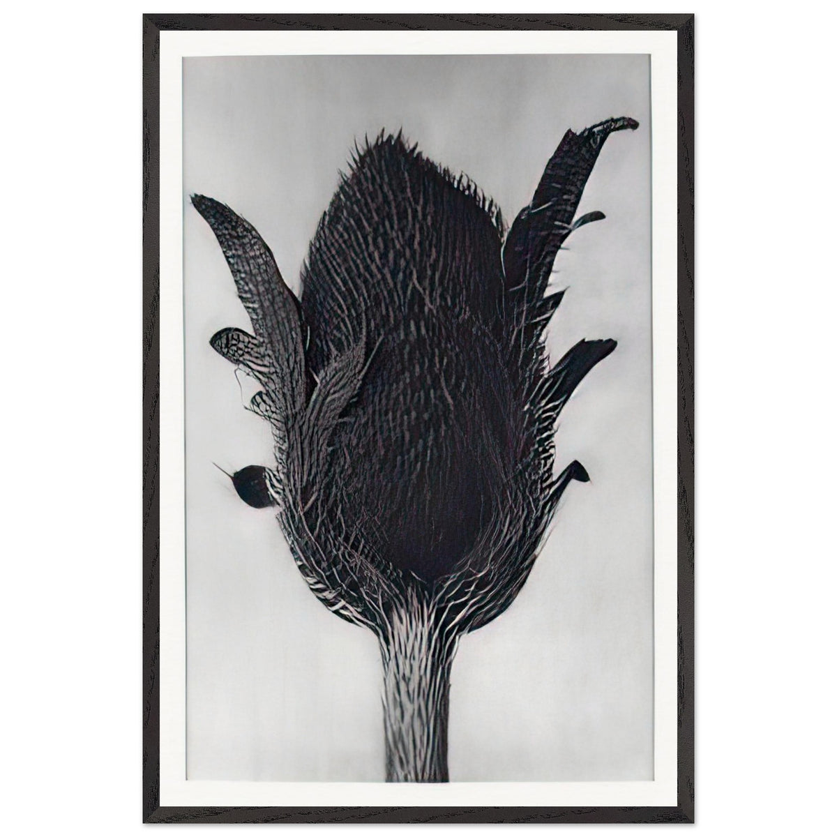 Art Forms in Nature 80 by Karl Blossfeldt, framed poster