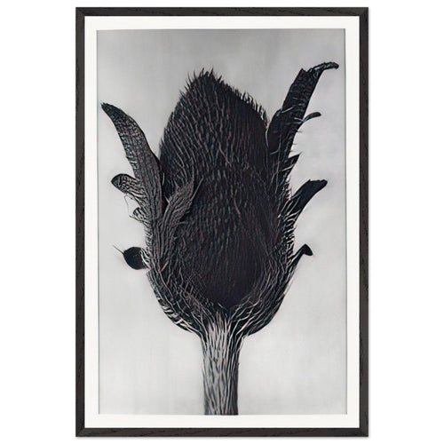 Art Forms in Nature 80 by Karl Blossfeldt, framed poster