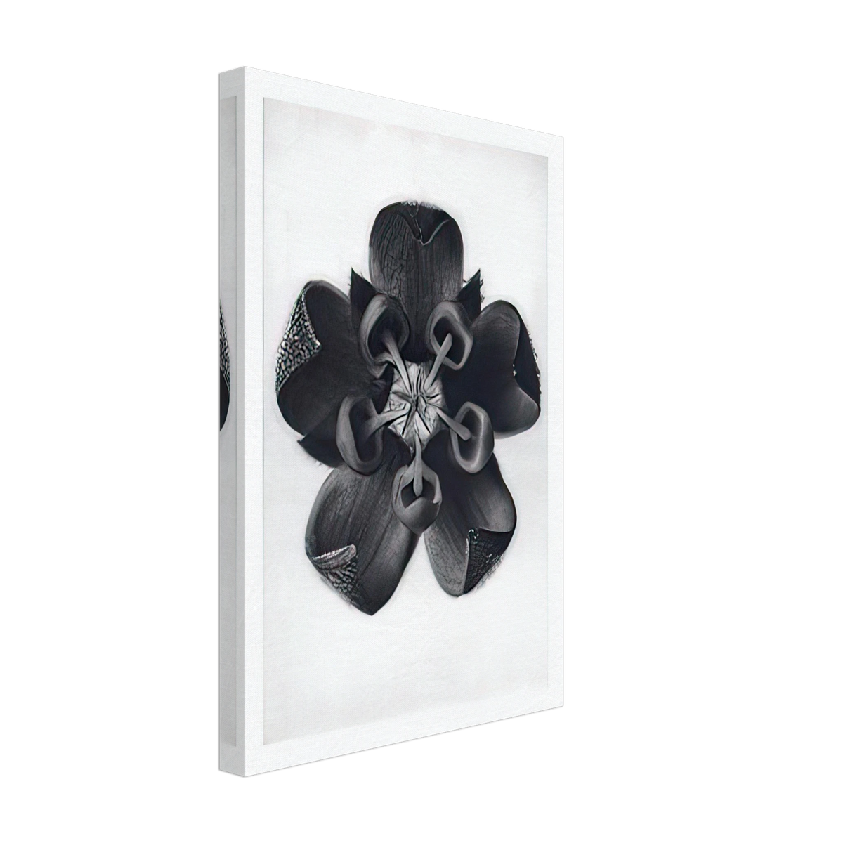 Art Forms in Nature 82 by Karl Blossfeldt, canvas, view 2