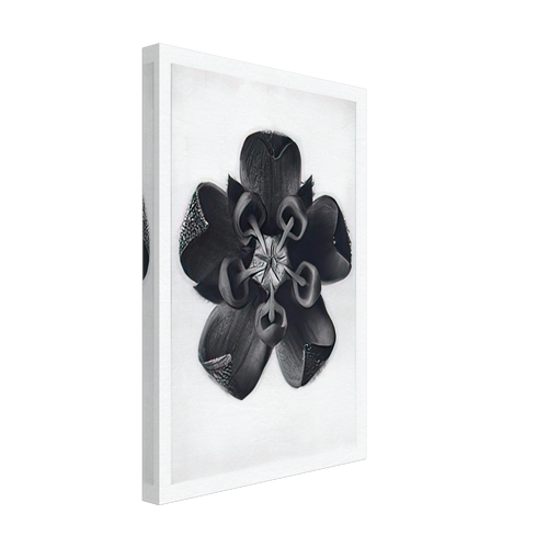 Art Forms in Nature 82 by Karl Blossfeldt, canvas, view 2