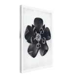 Art Forms in Nature 82 by Karl Blossfeldt, canvas