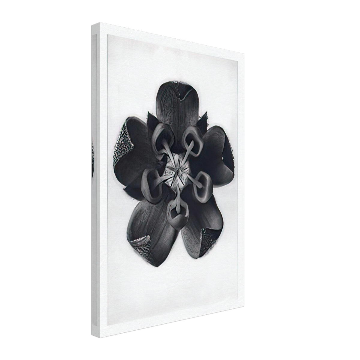 Art Forms in Nature 82 by Karl Blossfeldt, canvas