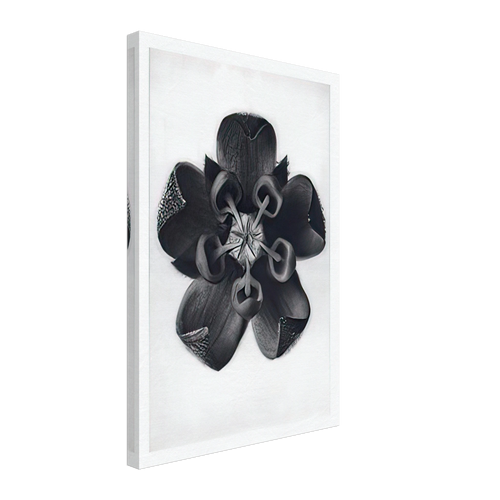 Art Forms in Nature 82 by Karl Blossfeldt, canvas