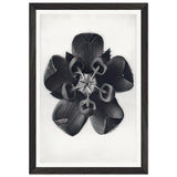 Art Forms in Nature 82 by Karl Blossfeldt, framed poster, view 2