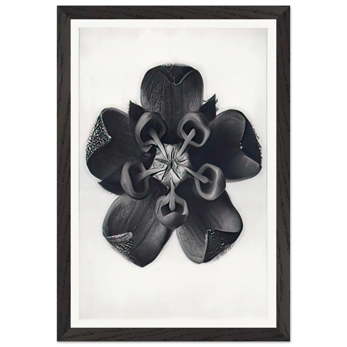 Art Forms in Nature 82 by Karl Blossfeldt, framed poster, view 2
