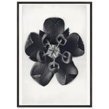 Art Forms in Nature 82 by Karl Blossfeldt, framed poster, view 3