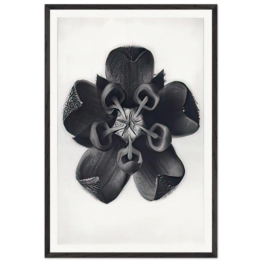 Art Forms in Nature 82 by Karl Blossfeldt, framed poster
