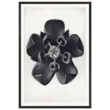 Art Forms in Nature 82 by Karl Blossfeldt, framed poster
