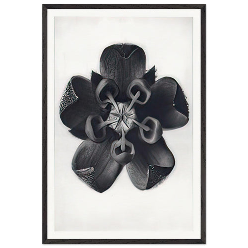 Art Forms in Nature 82 by Karl Blossfeldt, framed poster