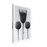 Art Forms in Nature 83 by Karl Blossfeldt, canvas, view 2
