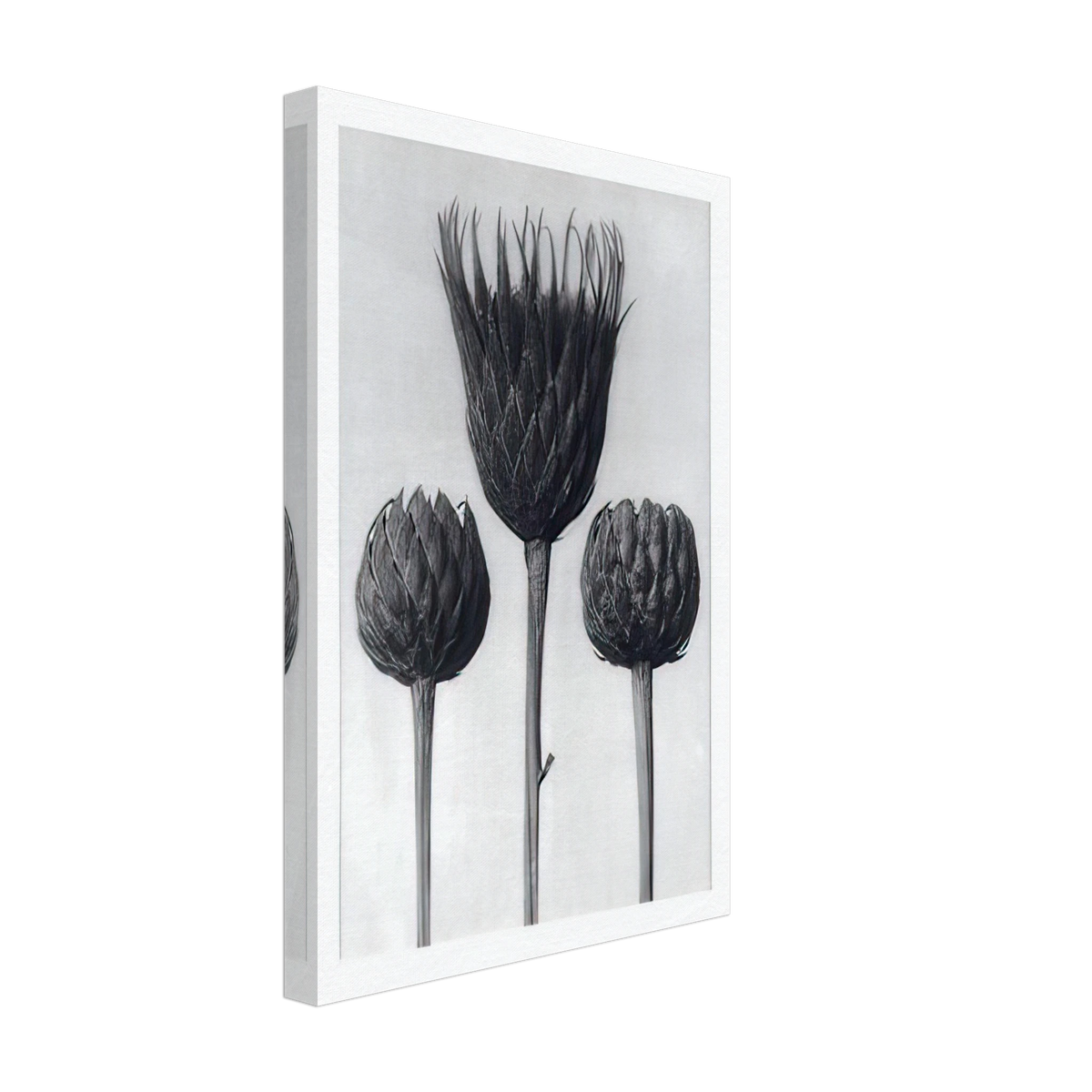 Art Forms in Nature 83 by Karl Blossfeldt, canvas, view 2