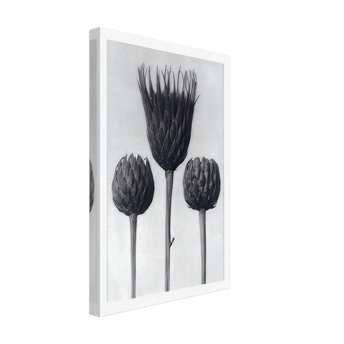 Art Forms in Nature 83 by Karl Blossfeldt, canvas, view 2