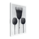 Art Forms in Nature 83 by Karl Blossfeldt, canvas