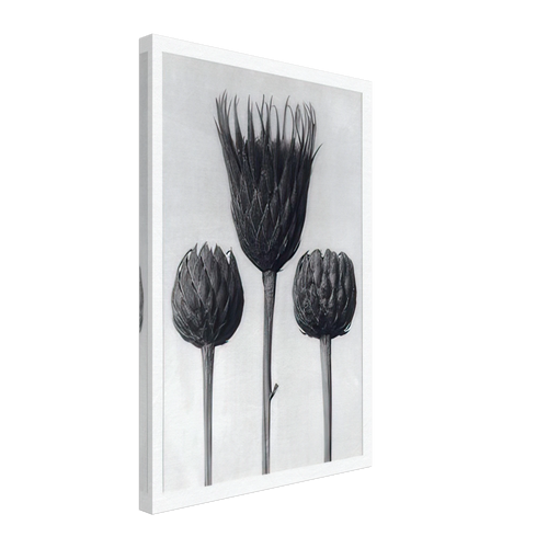 Art Forms in Nature 83 by Karl Blossfeldt, canvas