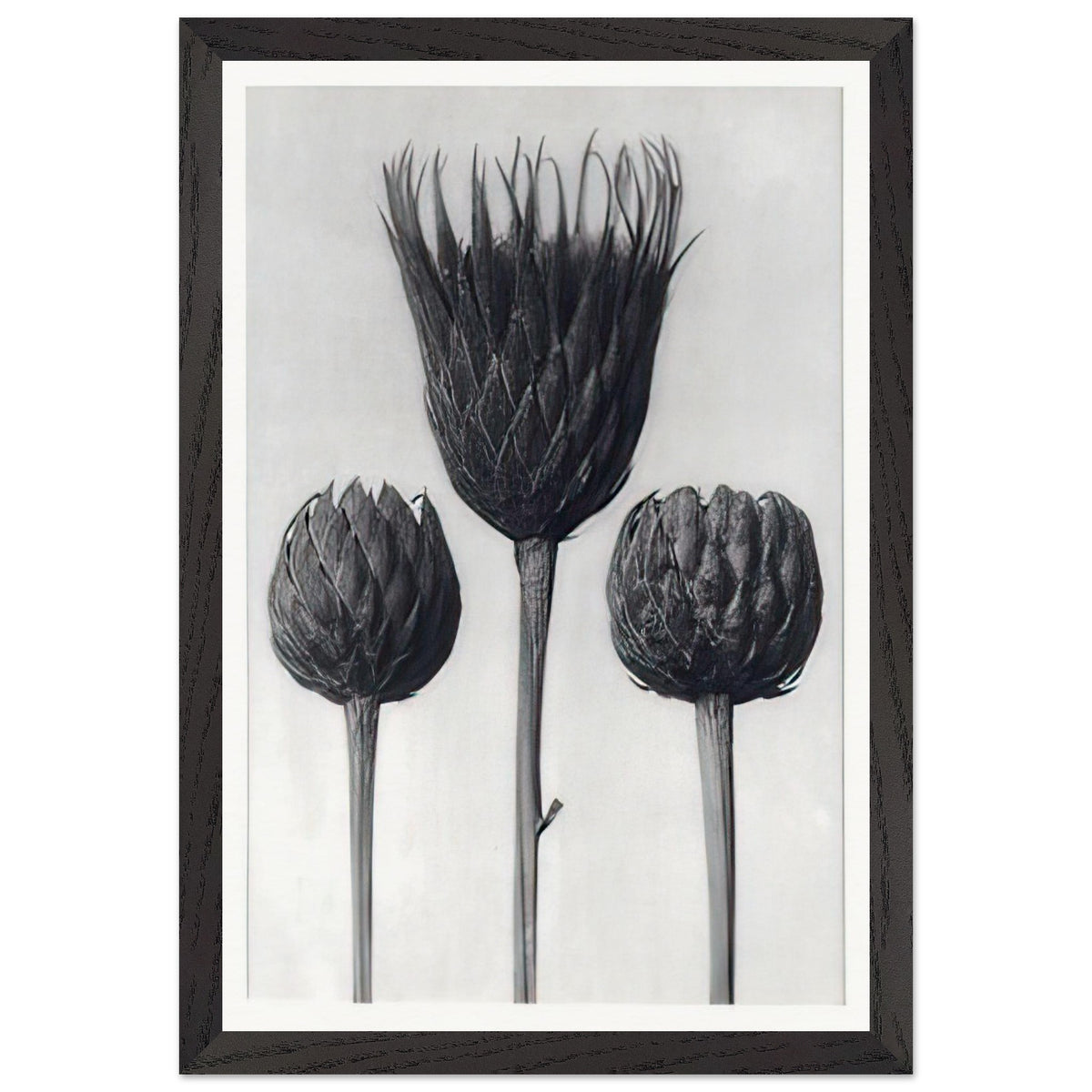 Art Forms in Nature 83 by Karl Blossfeldt, framed poster, view 2